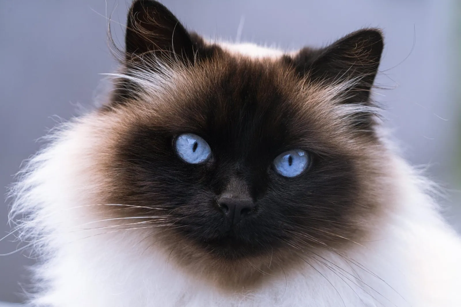 10 Popular Pet Breeds that Suffer the Most Dental Problems