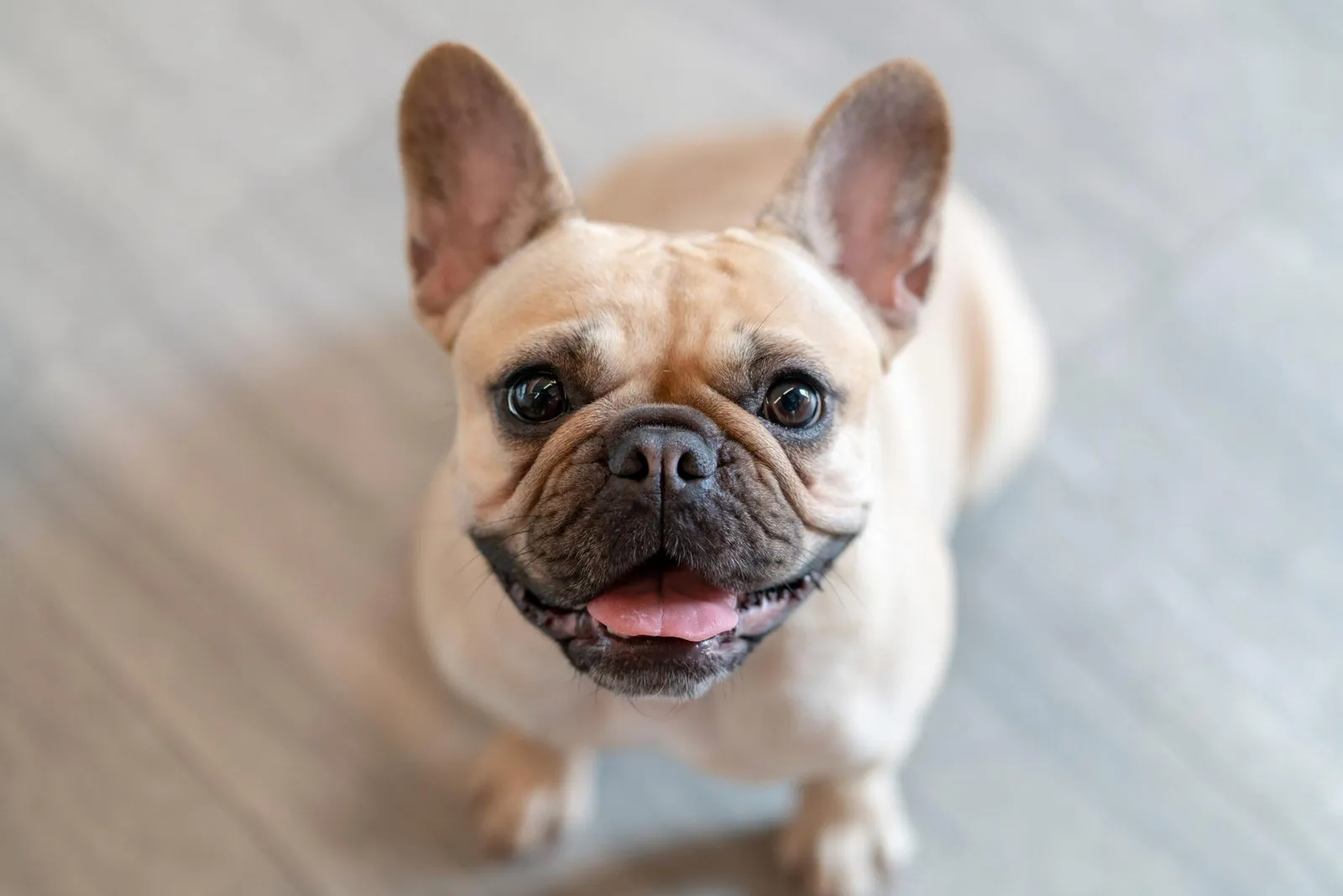 10 Popular Pet Breeds that Suffer the Most Dental Problems