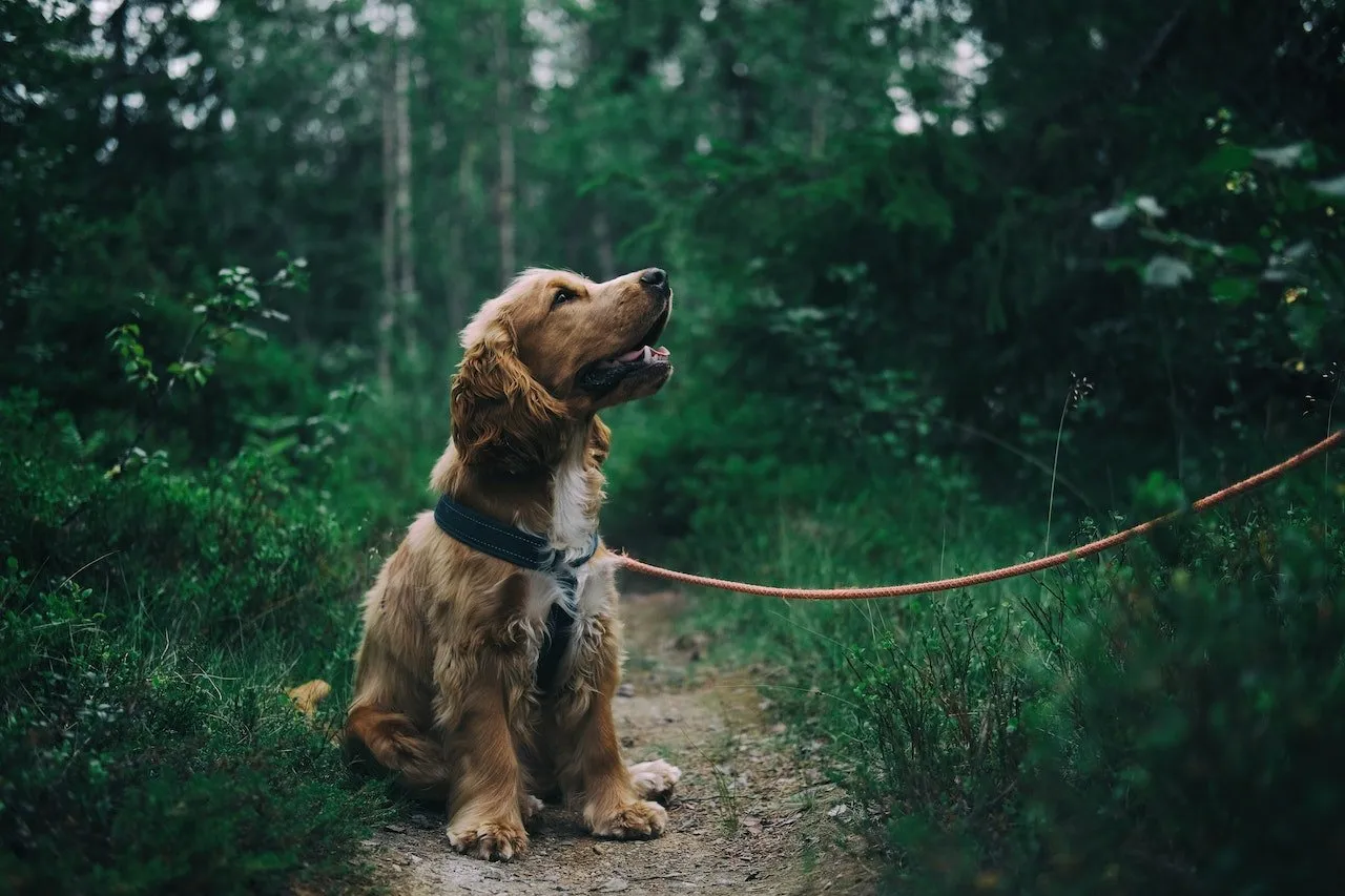 Cocker spaniel going on a walk in the grass