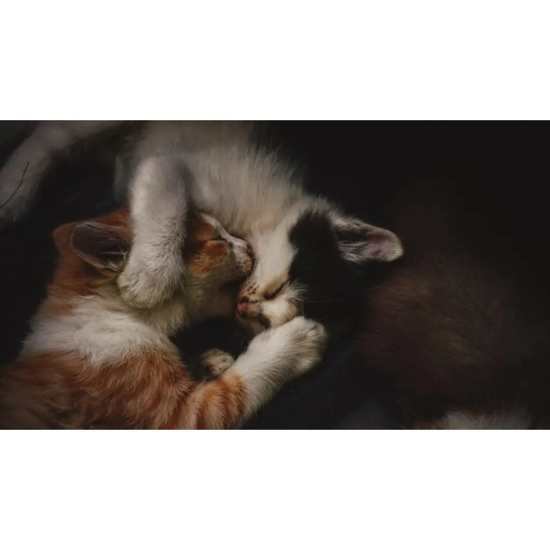 Two kittens cuddling and napping together