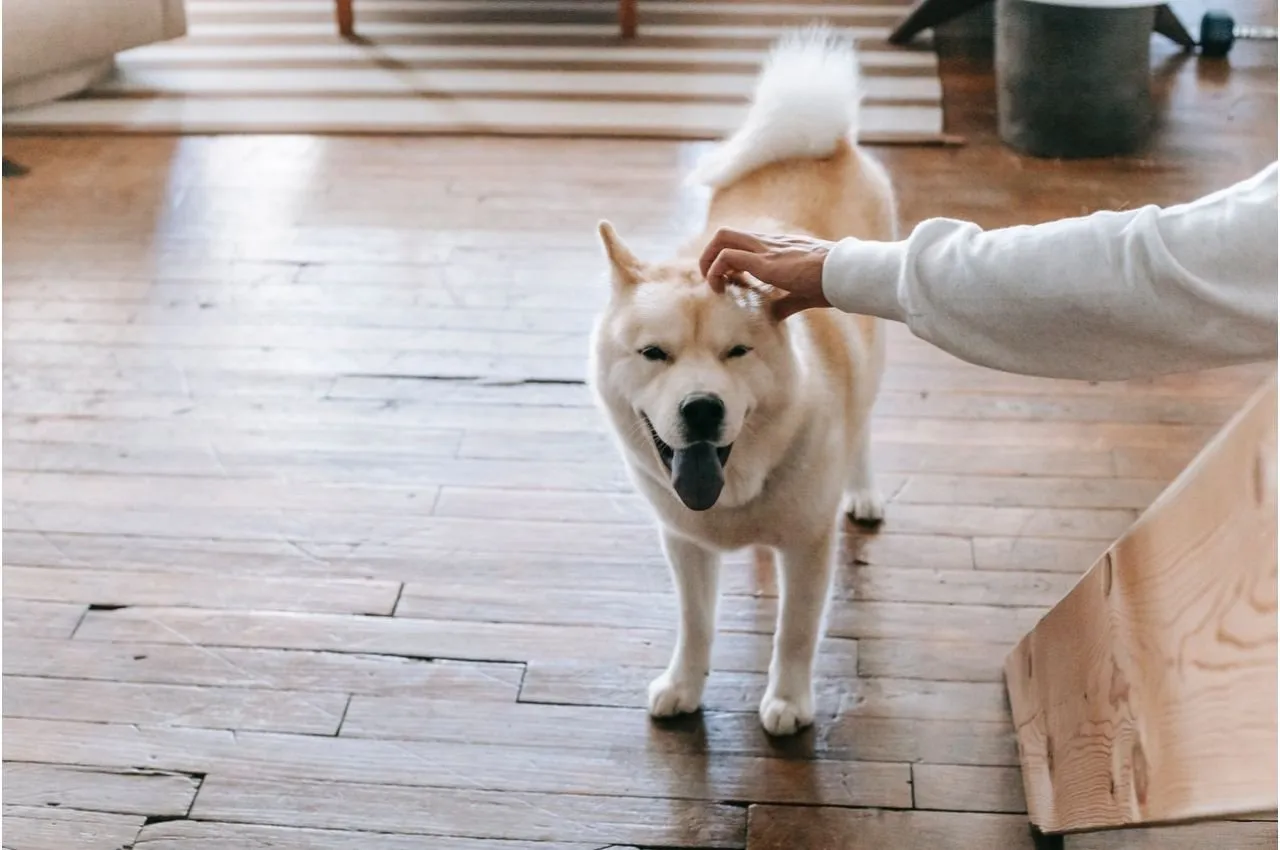 A person petting a happy dog