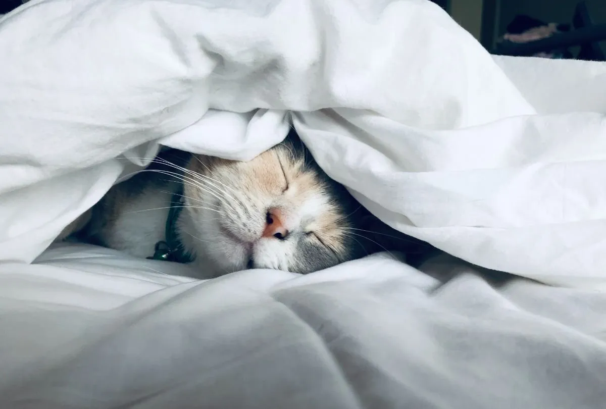 cat sleeping under a white blanket