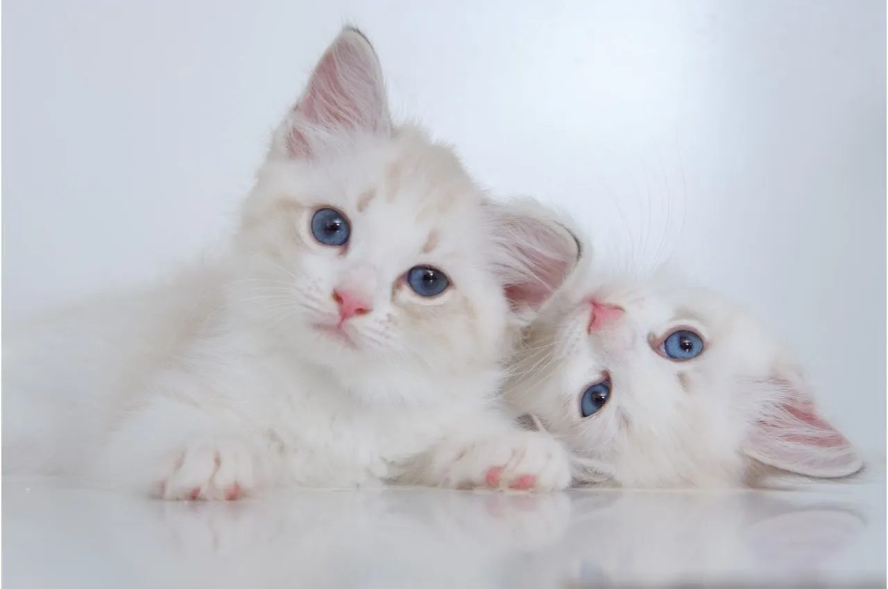 Two fluffy white kittens with blue eyes lying close together on a white background.