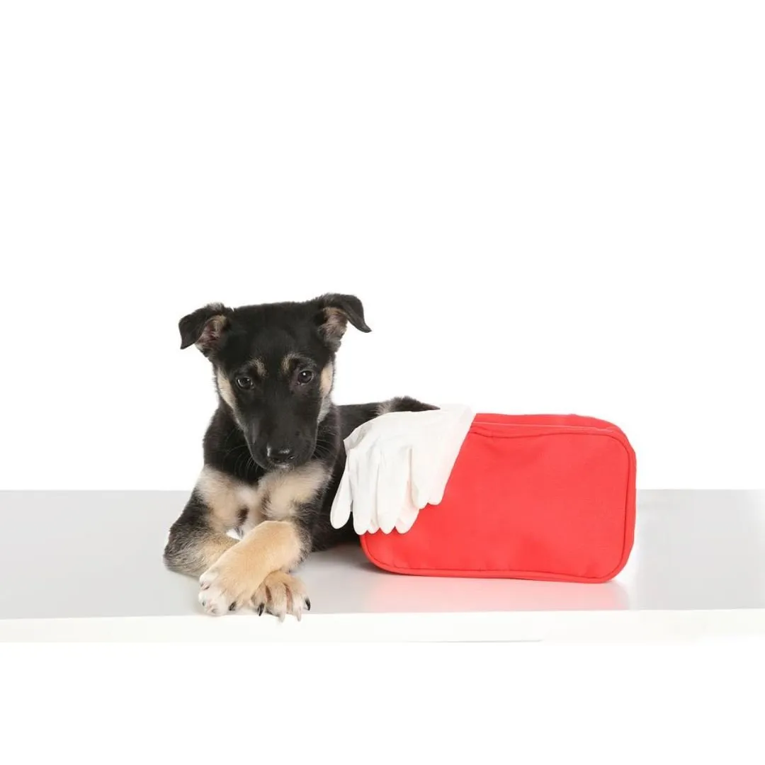 puppy lying down beside a red first aid kit with white gloves on top.
