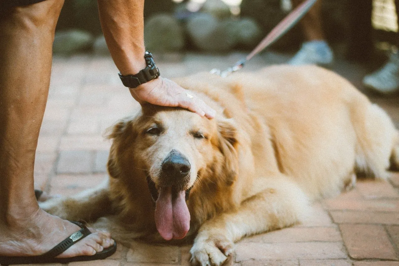 person petting a happy dog