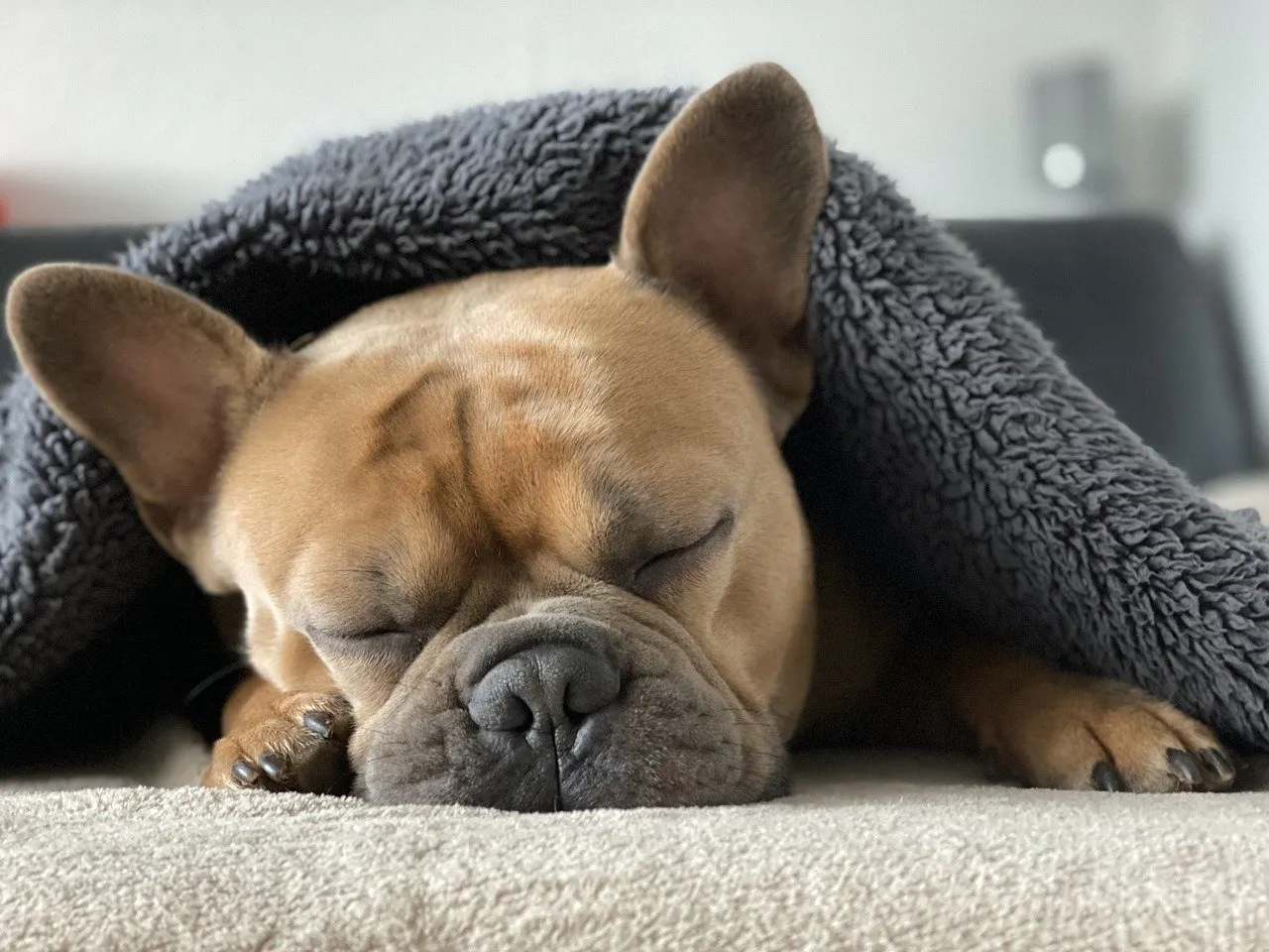 French bulldog sleeping under a gray blanket