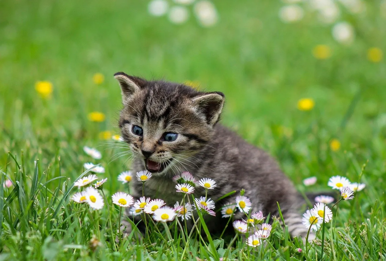 kitten sitting in a grassy field