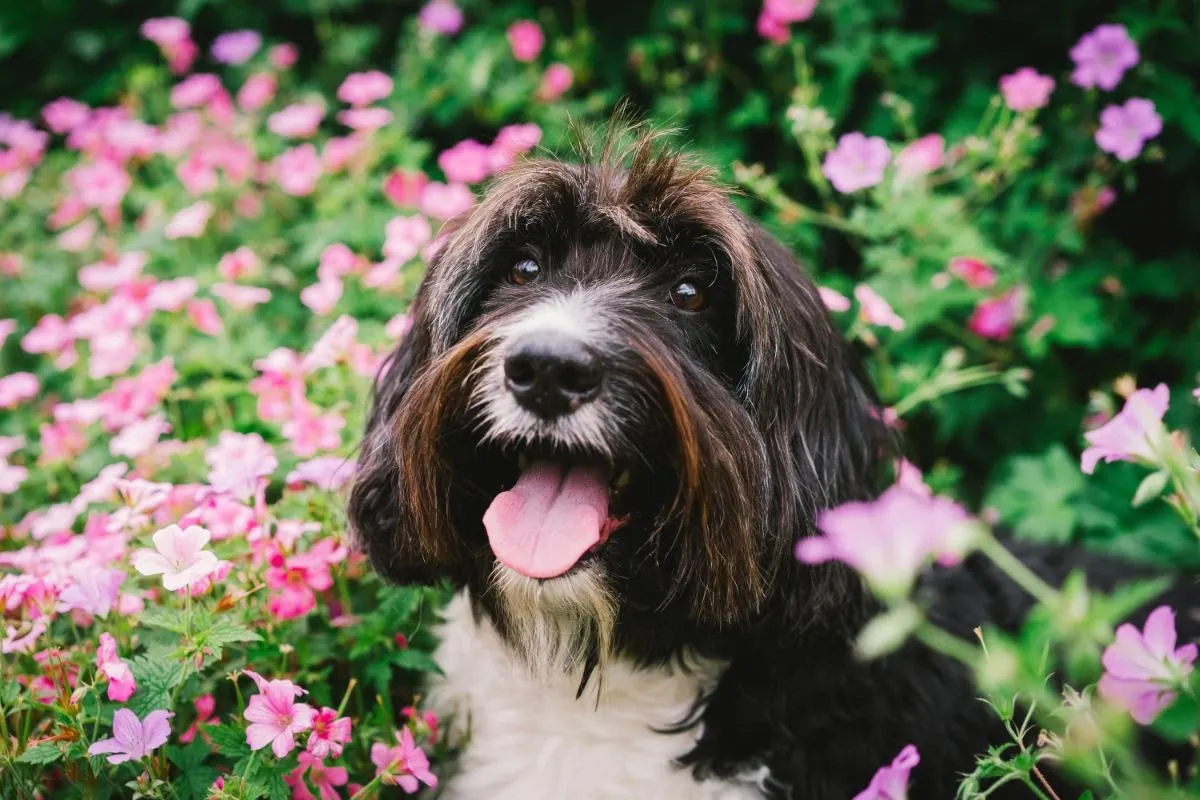 a dog in garden