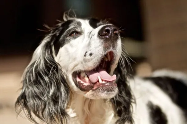 5 Possible Causes of Bad Breath in Pets (& How to Treat It)