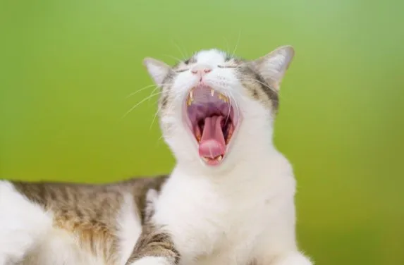 5 Possible Causes of Bad Breath in Pets (& How to Treat It)