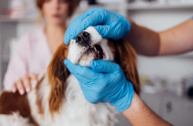 5 Possible Causes of Bad Breath in Pets (& How to Treat It)