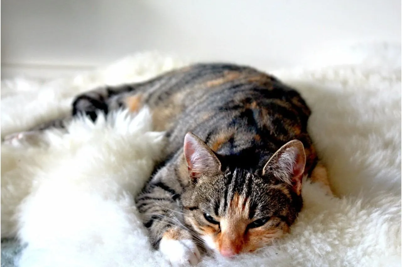 A cat lounging on a white fluffy blanket