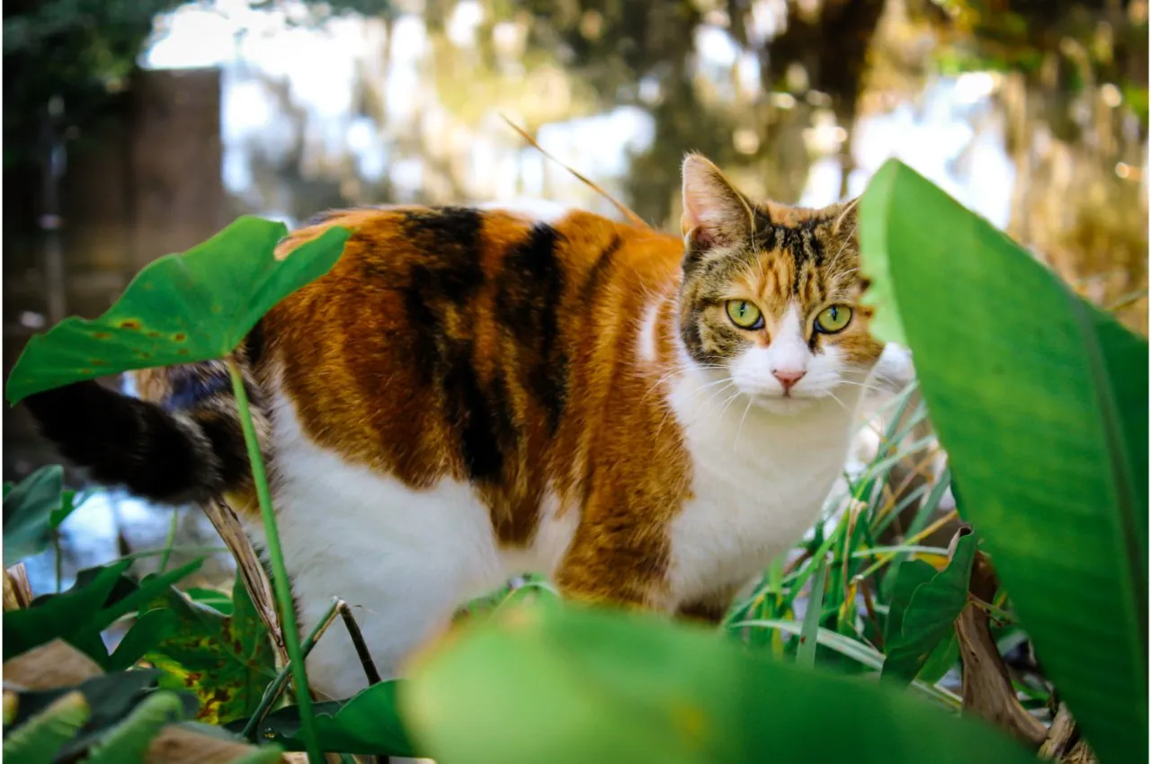 A cat crouches among green leaves