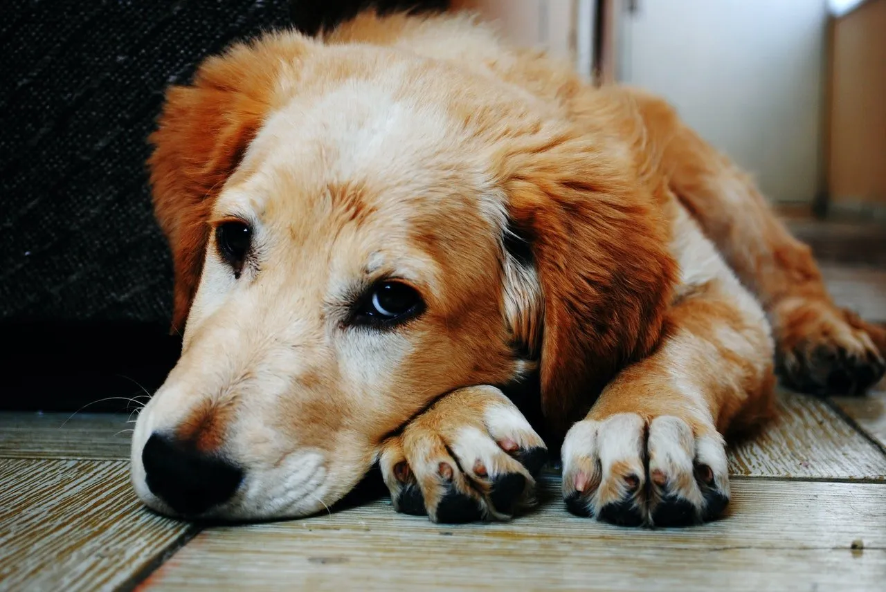 a dog laying down on floor