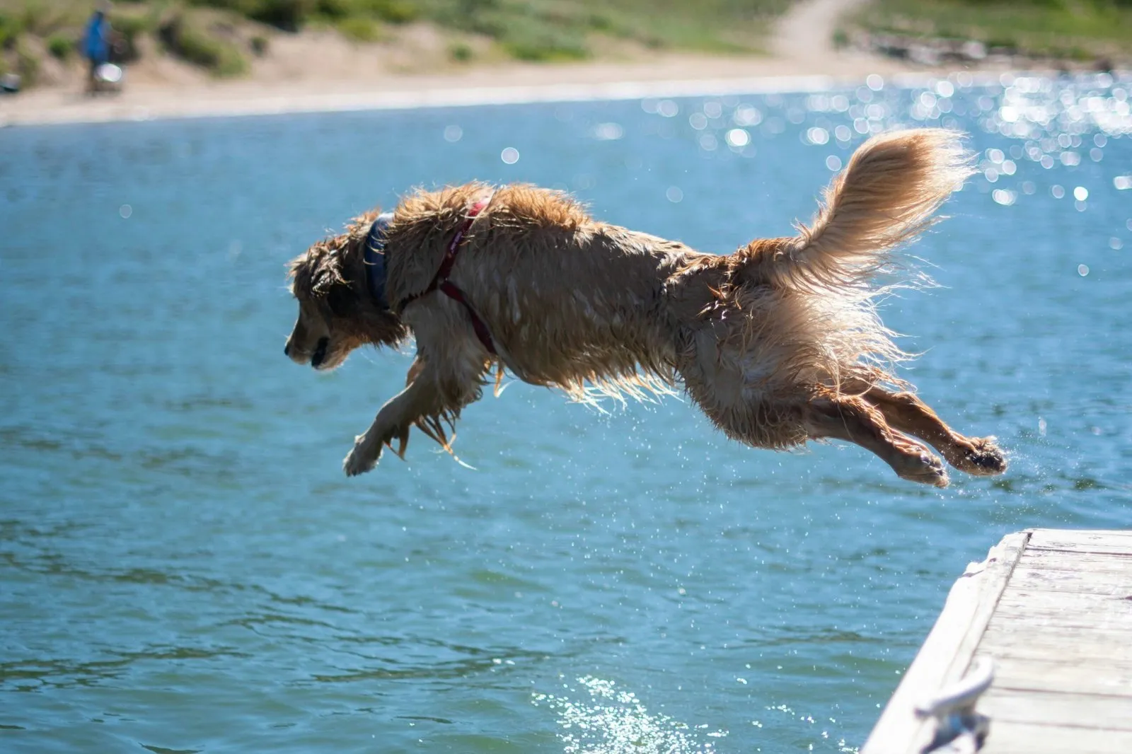 6 Reasons to Get a Pet Wellness Exam Before Summer Vacation