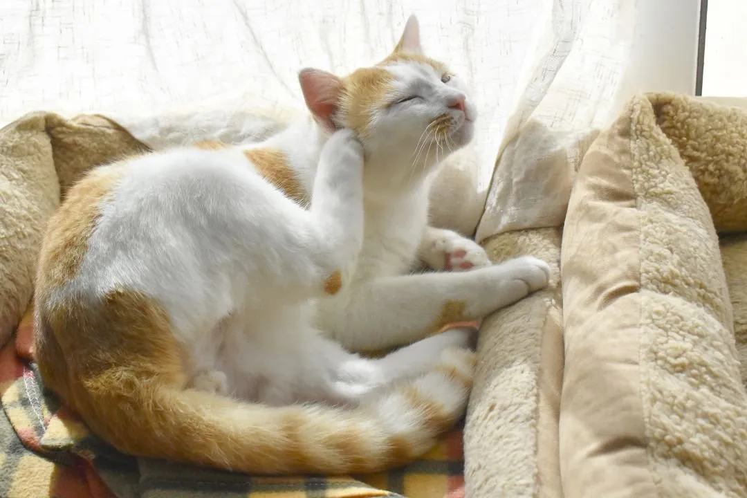 7 Reasons Why Flea & Tick Prevention is Vital for Your Pets