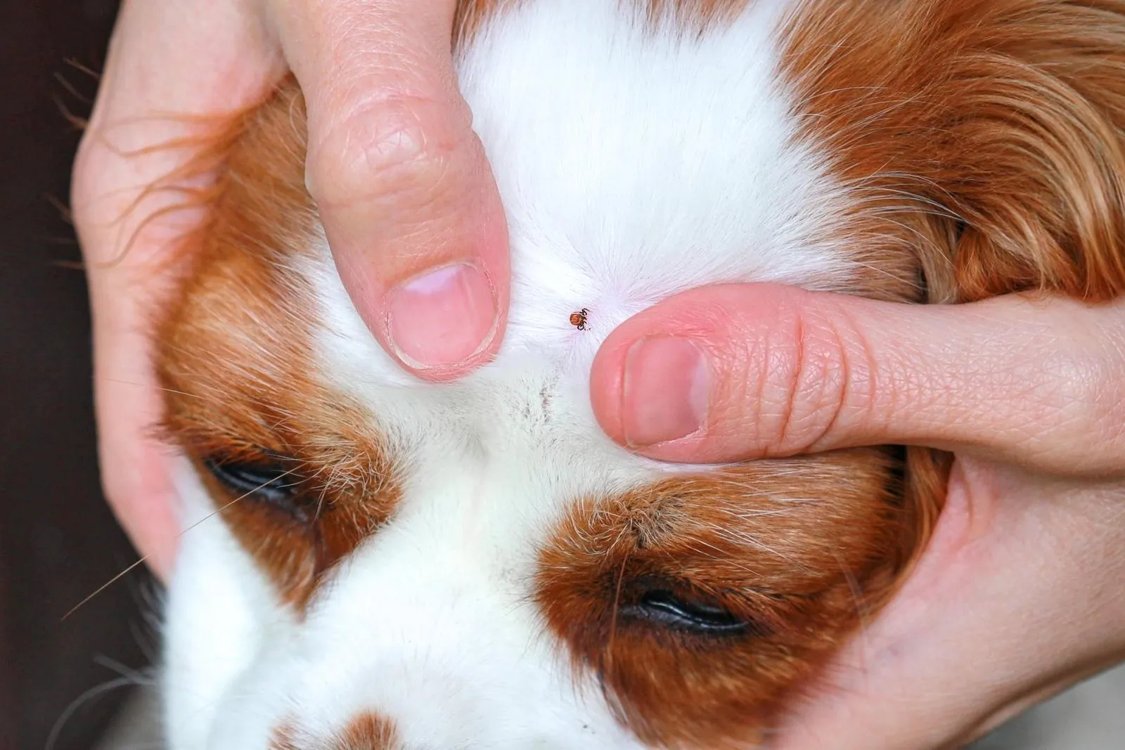 8 Common Myths About Fleas & Ticks that Put Your Pet at Risk