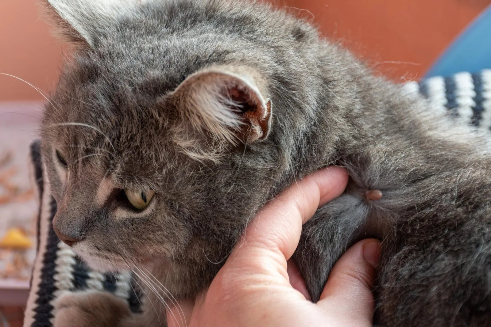 8 Common Myths About Fleas & Ticks that Put Your Pet at Risk