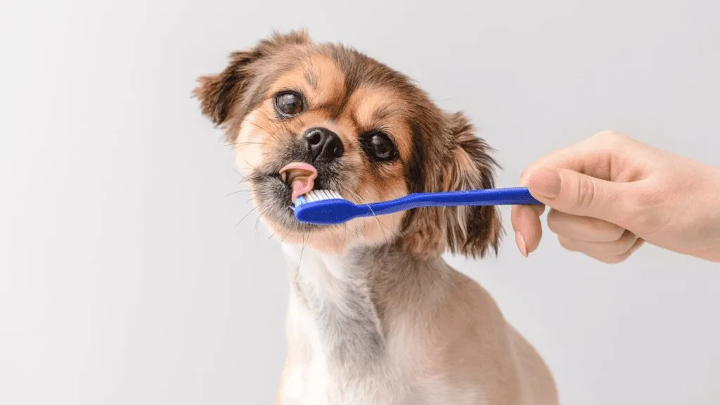 9 Unavoidable Signs Your Furbaby Needs Pet Dental Care NOW