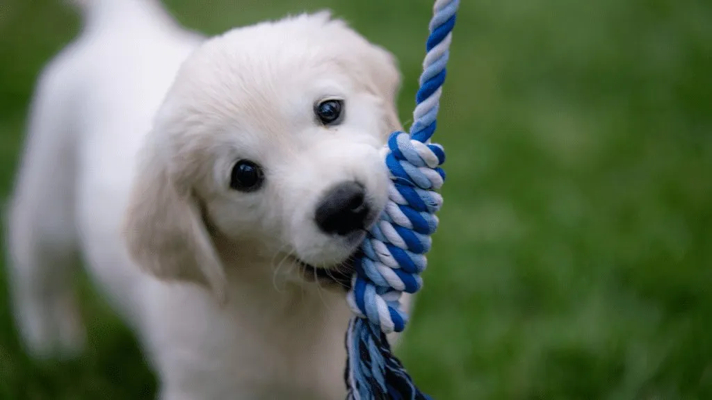 Top 5 Benefits of Laser Pet Surgery for Spaying & Neutering