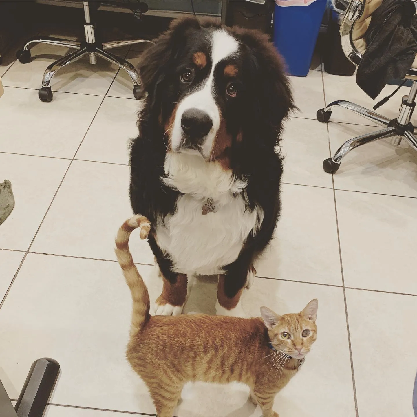 A Bernese Mountain Dog and an orange cat together in the hospital