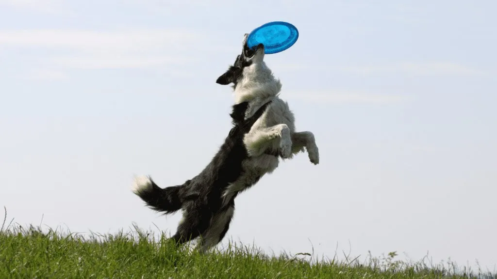 Beyond Dog Wellness Exams: How to Support Your Dog’s Health