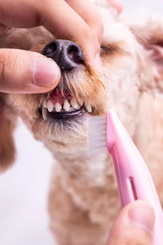 Brushing a dog's teeth with a pet toothbrush