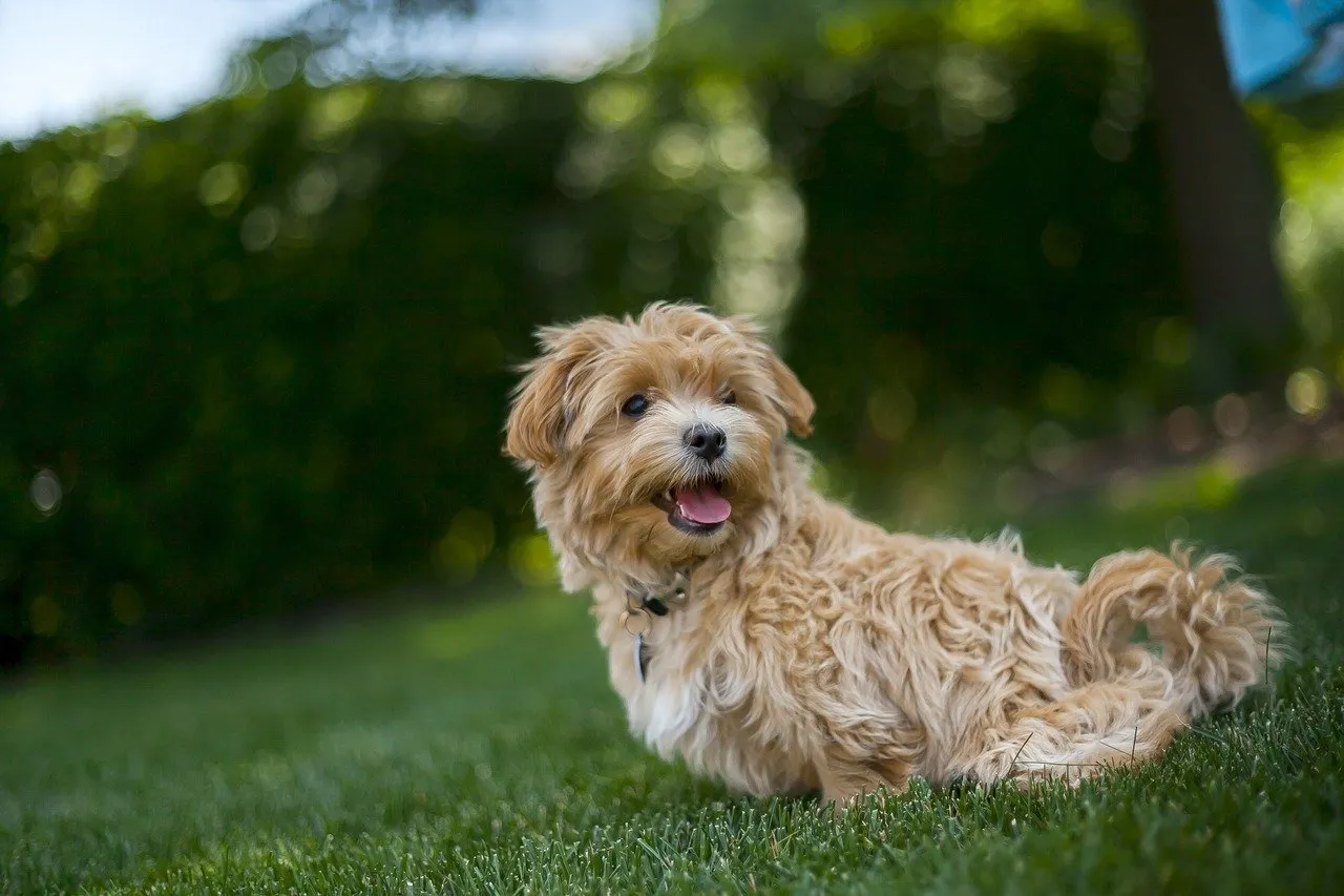 a dog sitting on grass