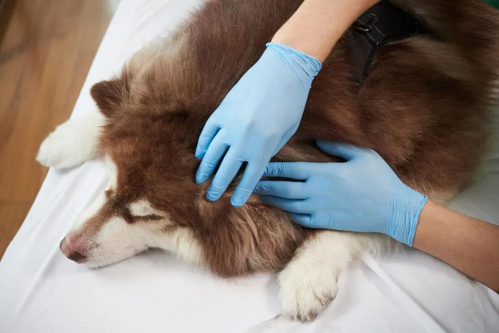A vet examining a brown dog lying down