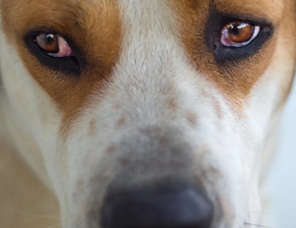 A close-up of a dog's gentle face