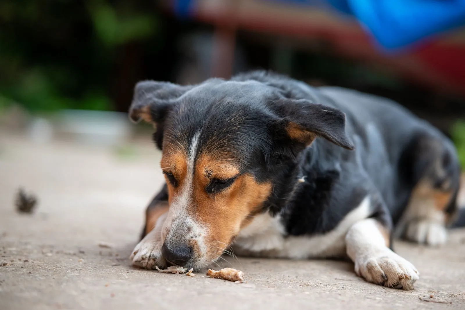 A tired dog resting on the ground