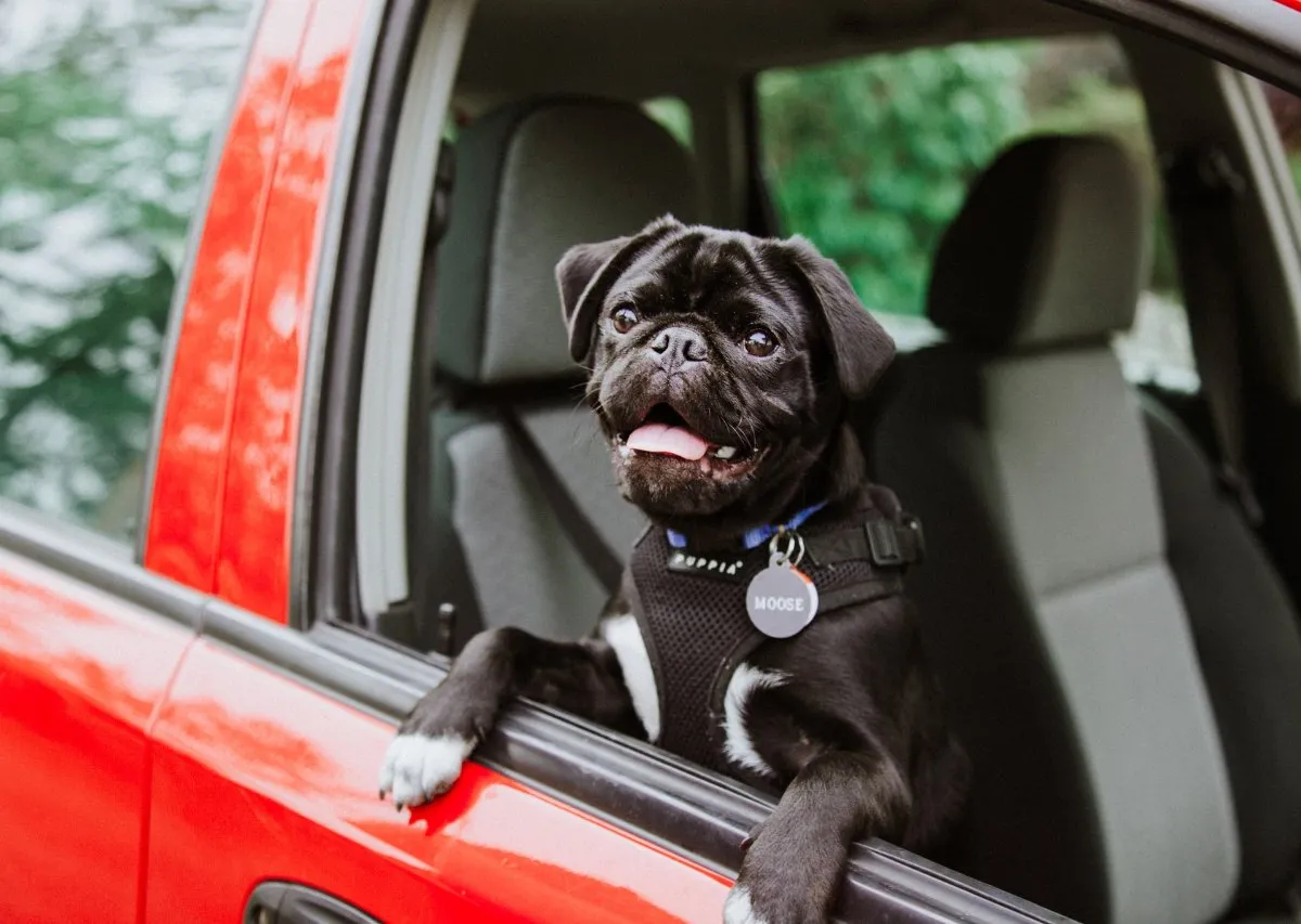 dog in a car