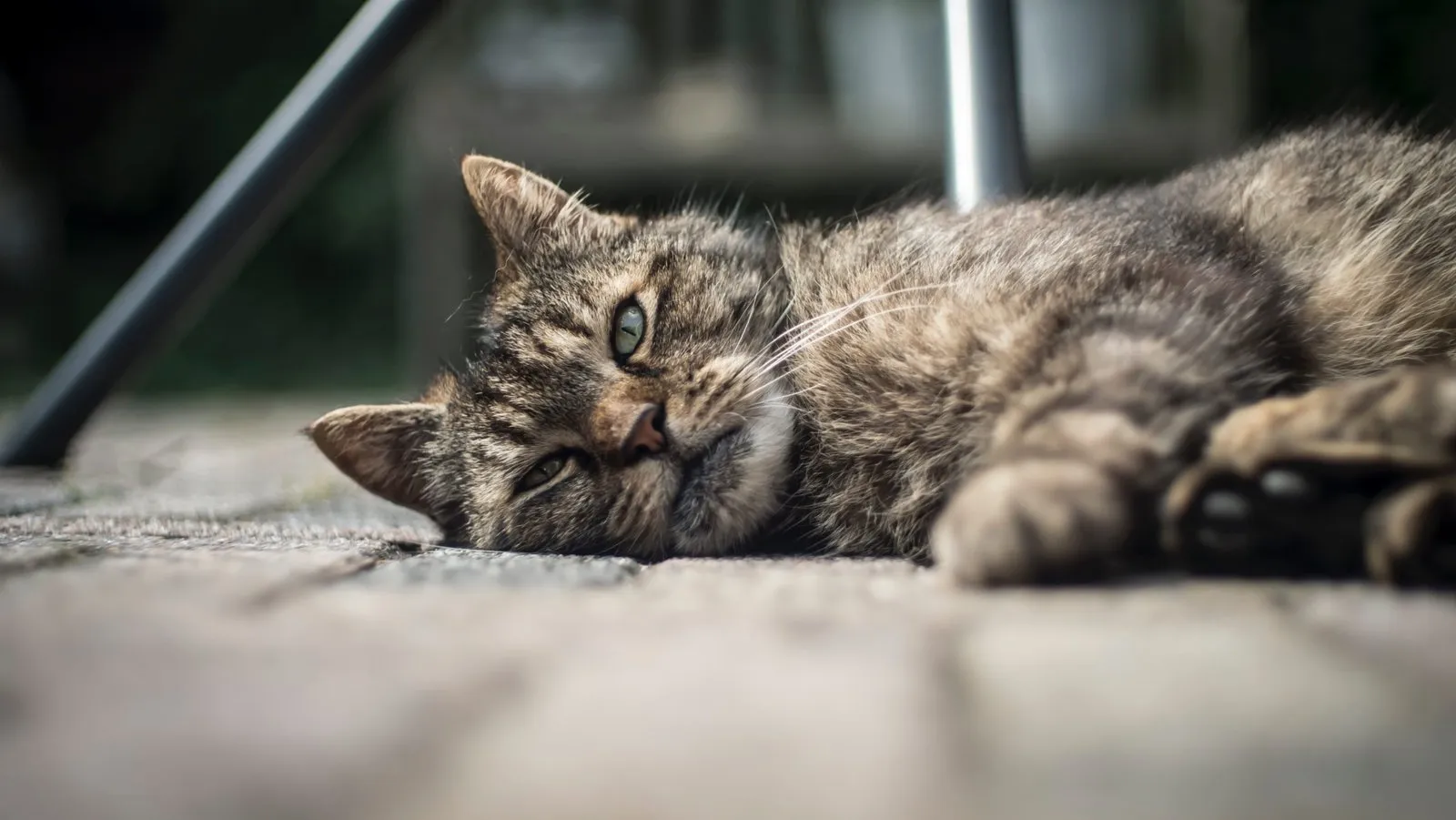 Senior tabby cat laying down