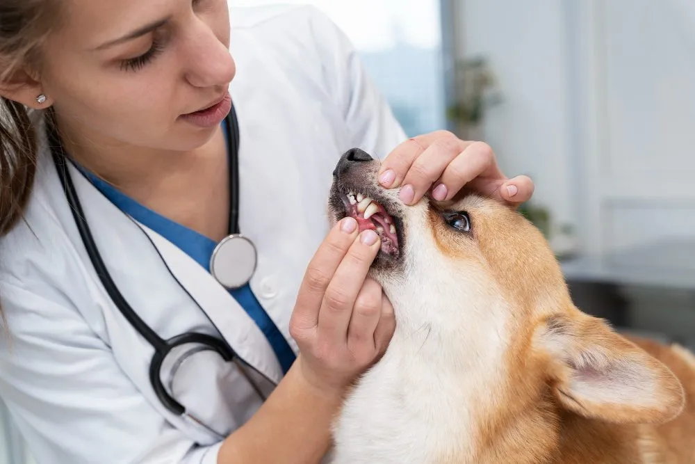 A veterinarian checking a corgi's teeth