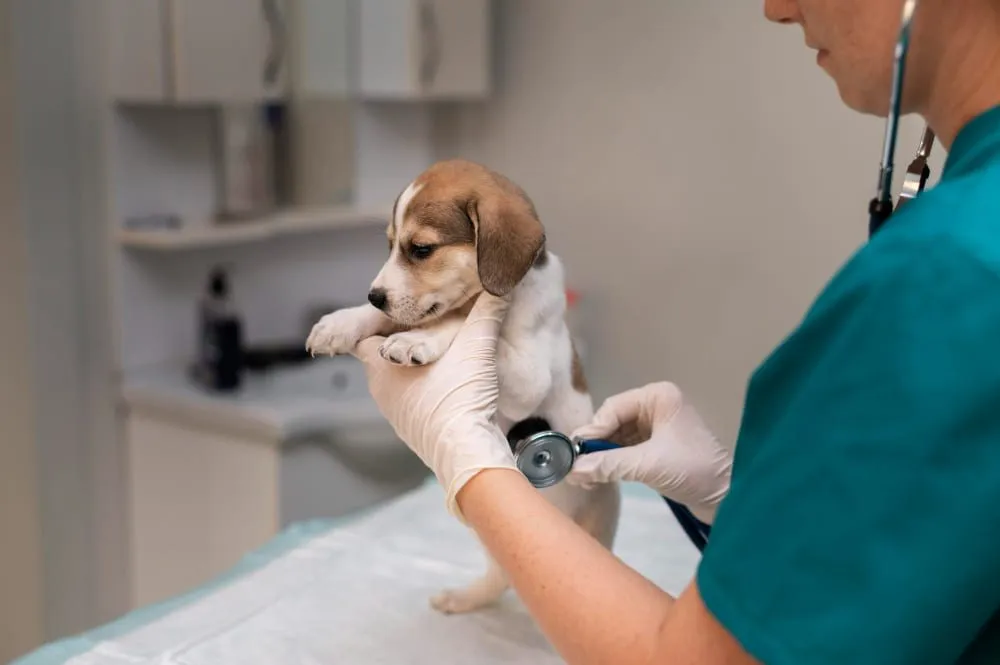 A veterinarian examining a puppy