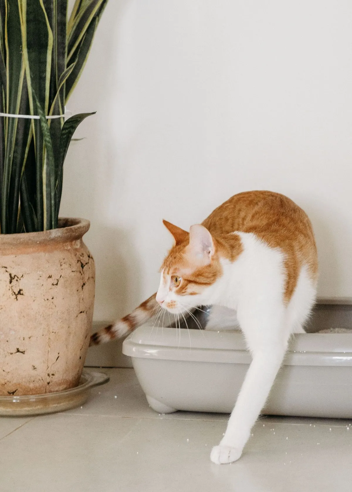 A cat stepping into a litter box