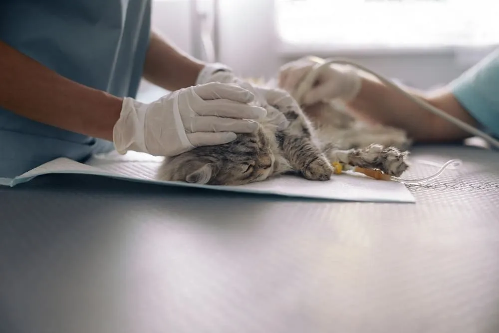 A veterinary team examining a cat lying on the table