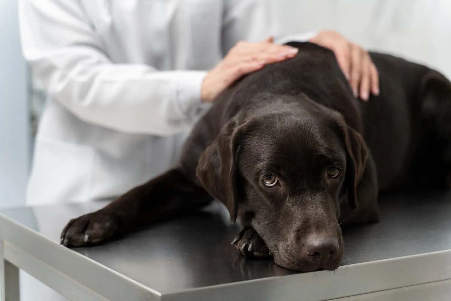 A black Labrador lying on the exam table