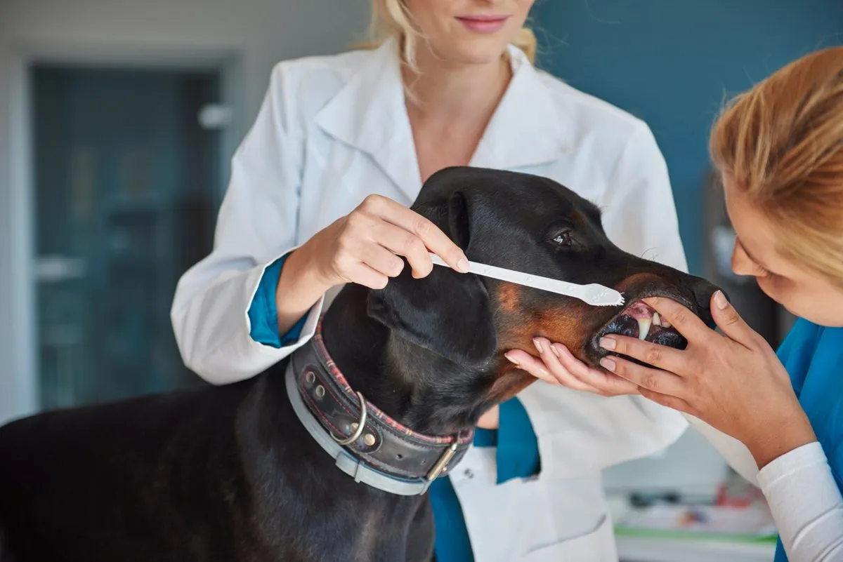 A vet brushing a dog's teeth