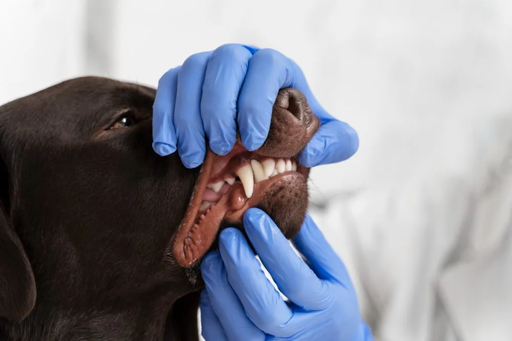 A vet holding open a dog's mouth to check its teeth