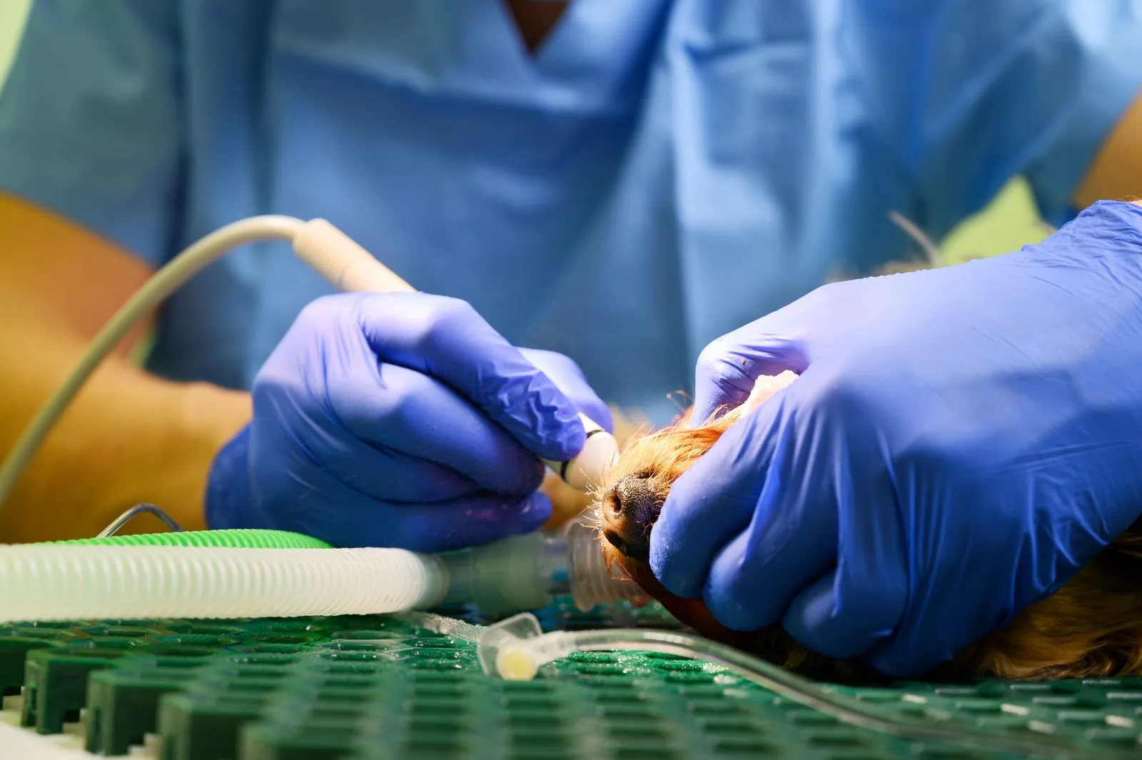 A dog having its teeth scaled during a dental cleaning