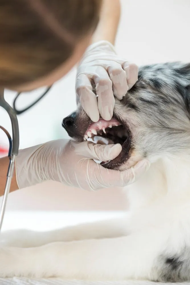 A vet examining a dog's teeth