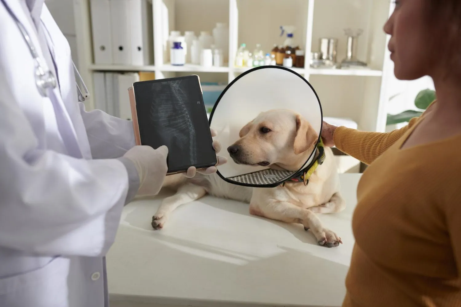 A vet showing an X-ray of a dog wearing a recovery cone