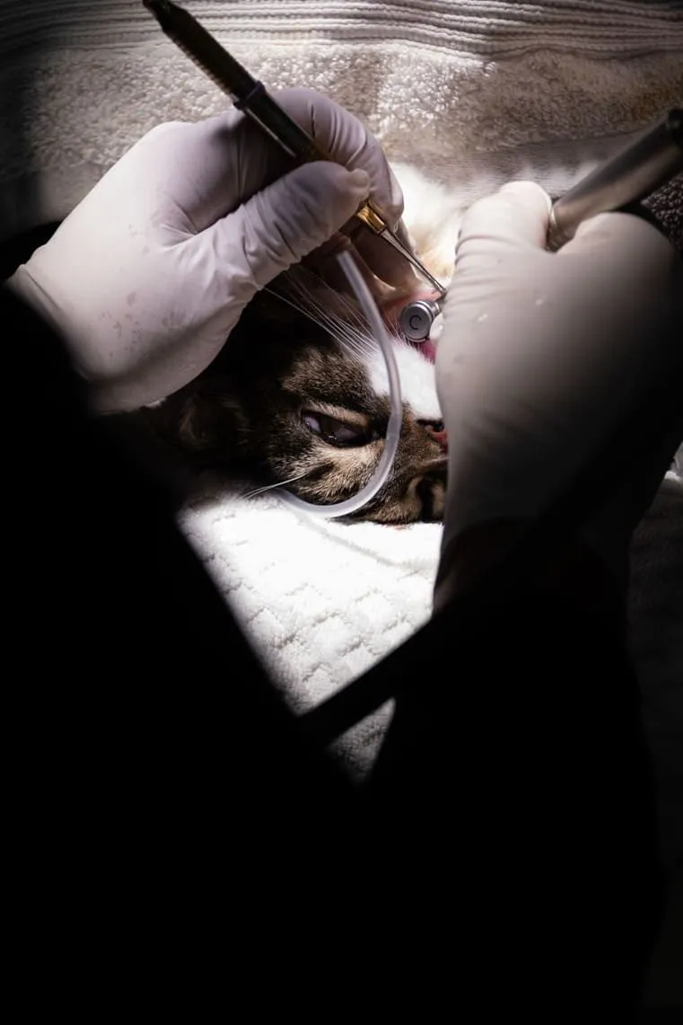 A veterinary dental procedure under a surgical light