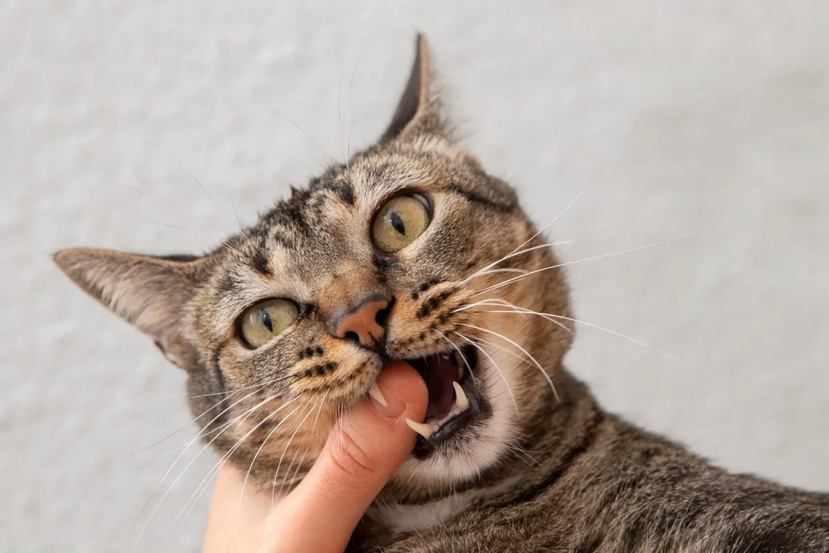 A person checking a cat's teeth and gums