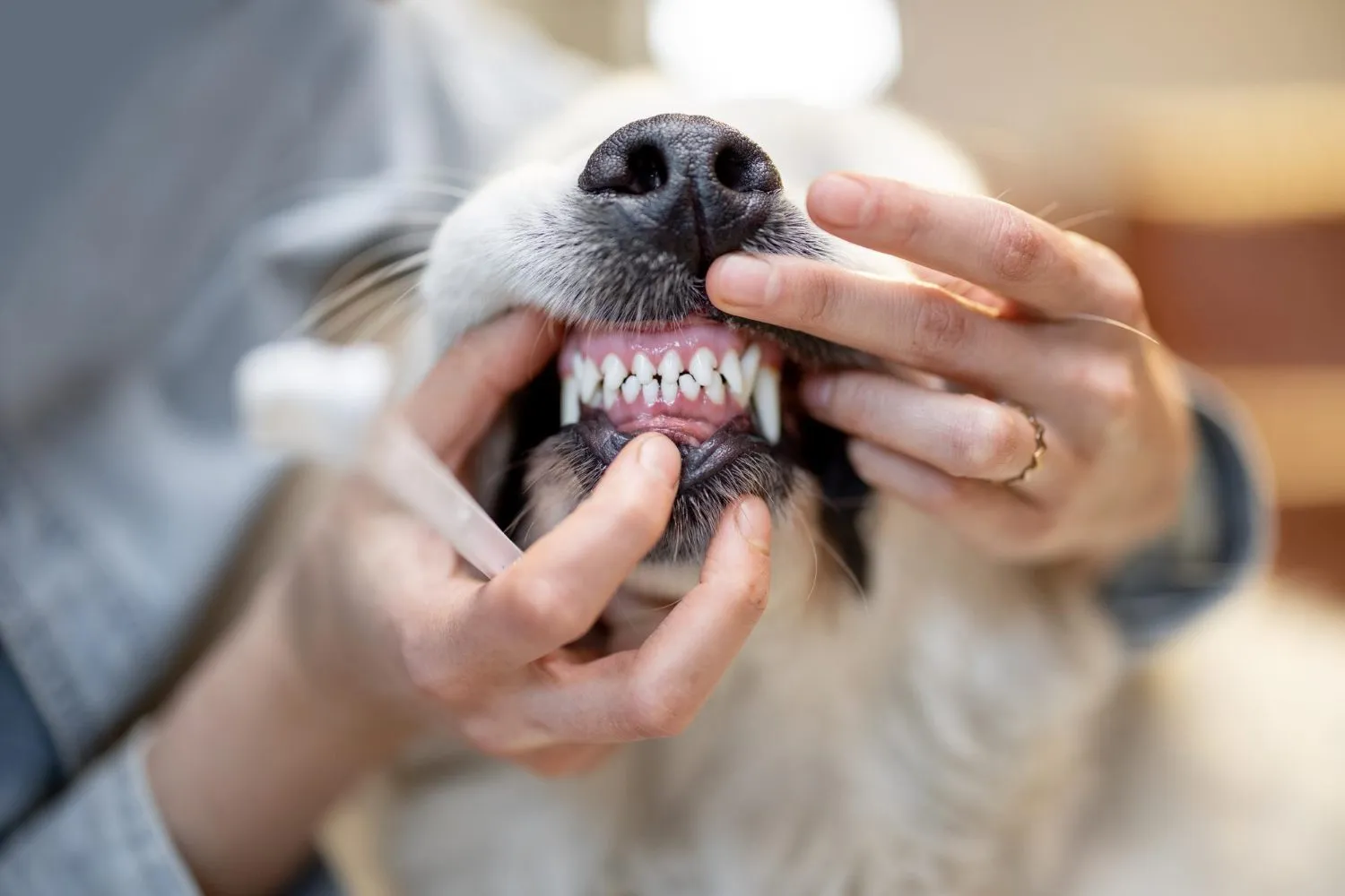 A vet lifting a dog's lip to check its teeth