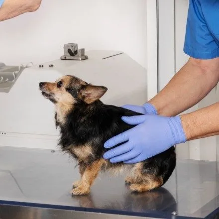 A small dog standing on the exam table