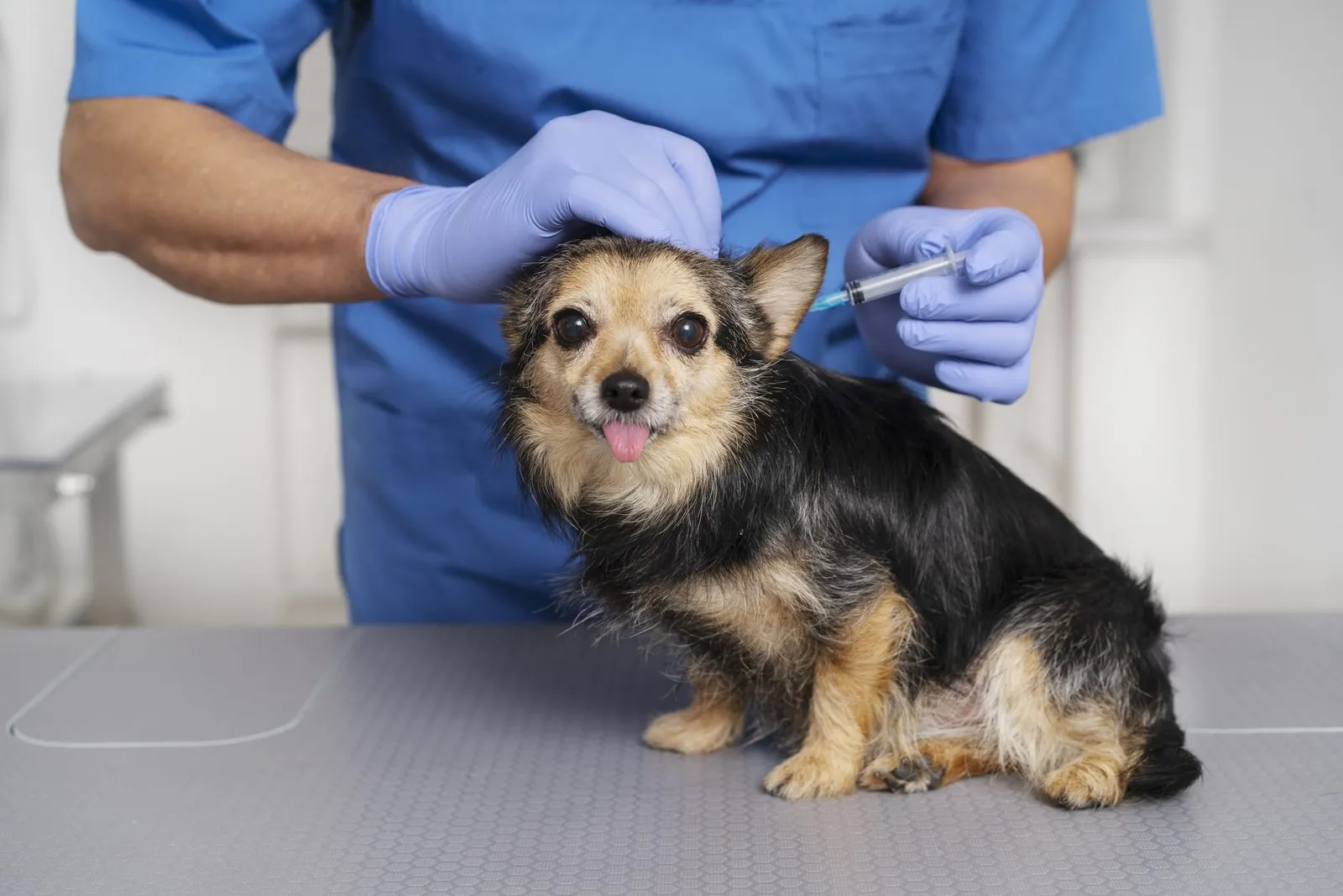 A veterinarian examining a small dog