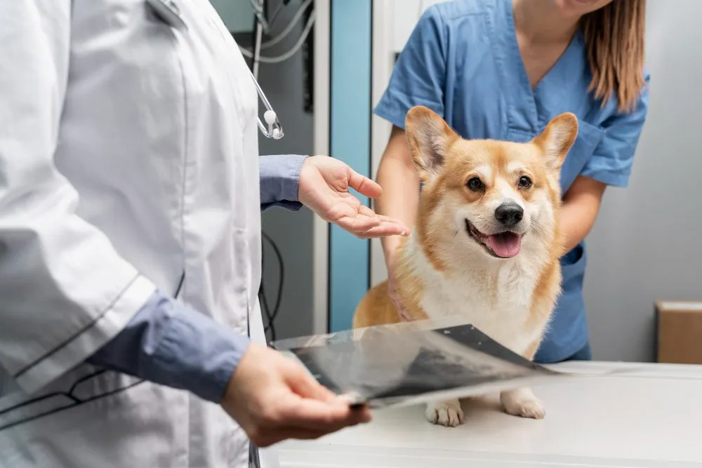 A veterinarian reviewing a dog's X-ray