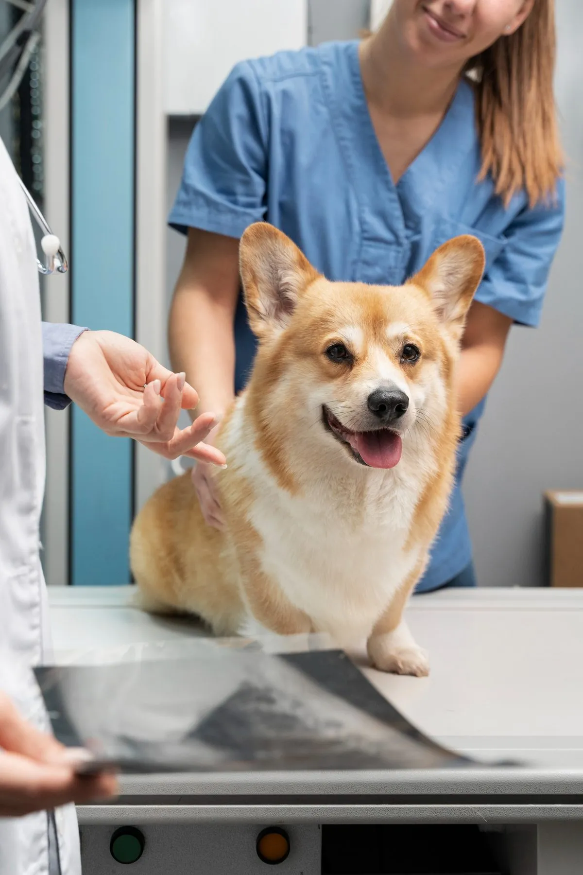 A corgi on the exam table beside its X-ray
